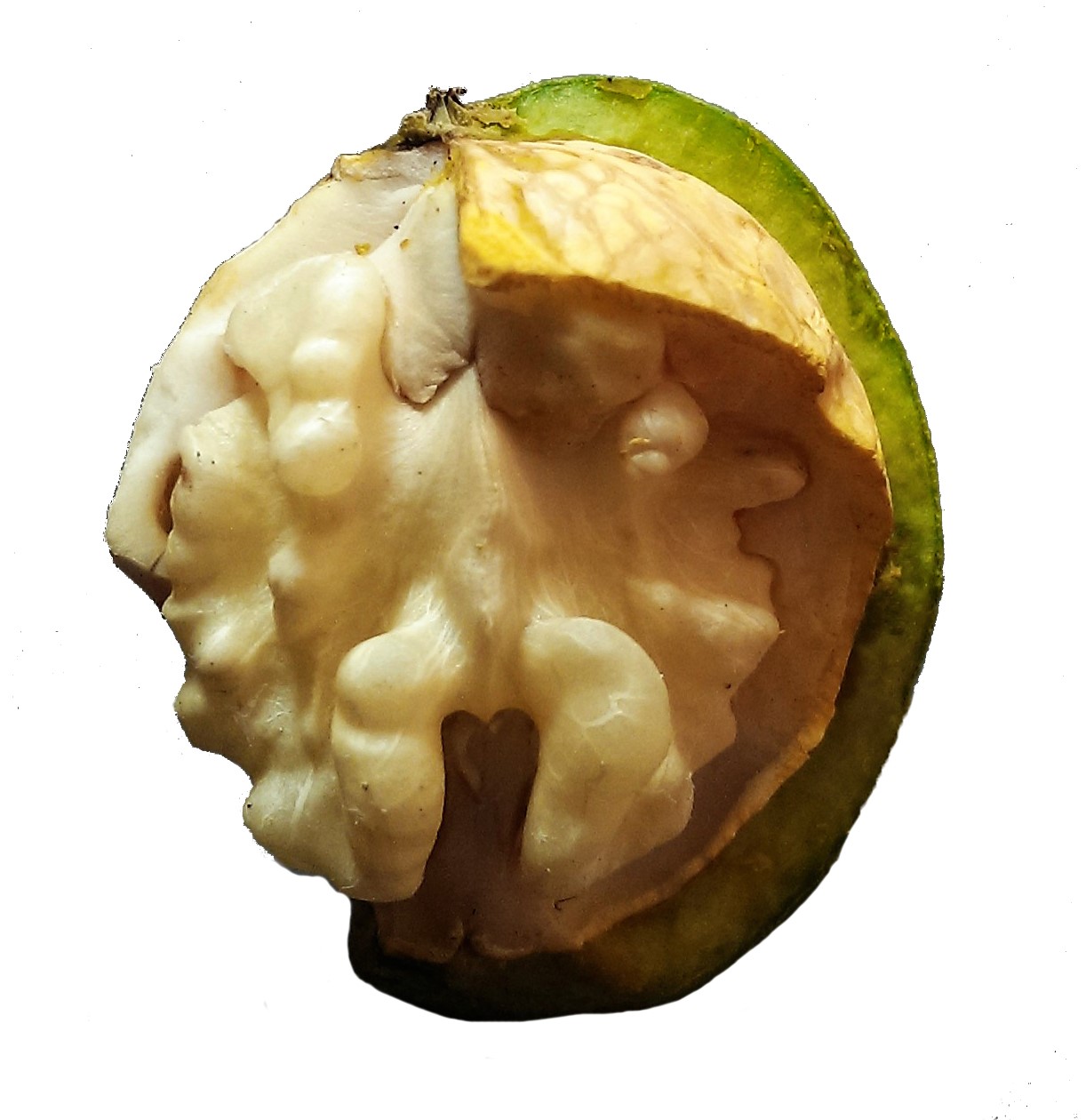 Image: Photo of a walnut, showing the kernel and the shell